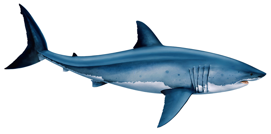 Great White Shark