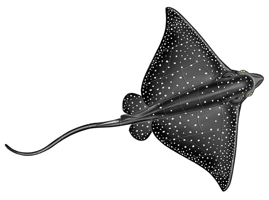 Eagle Ray