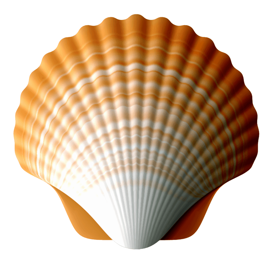 Scallop