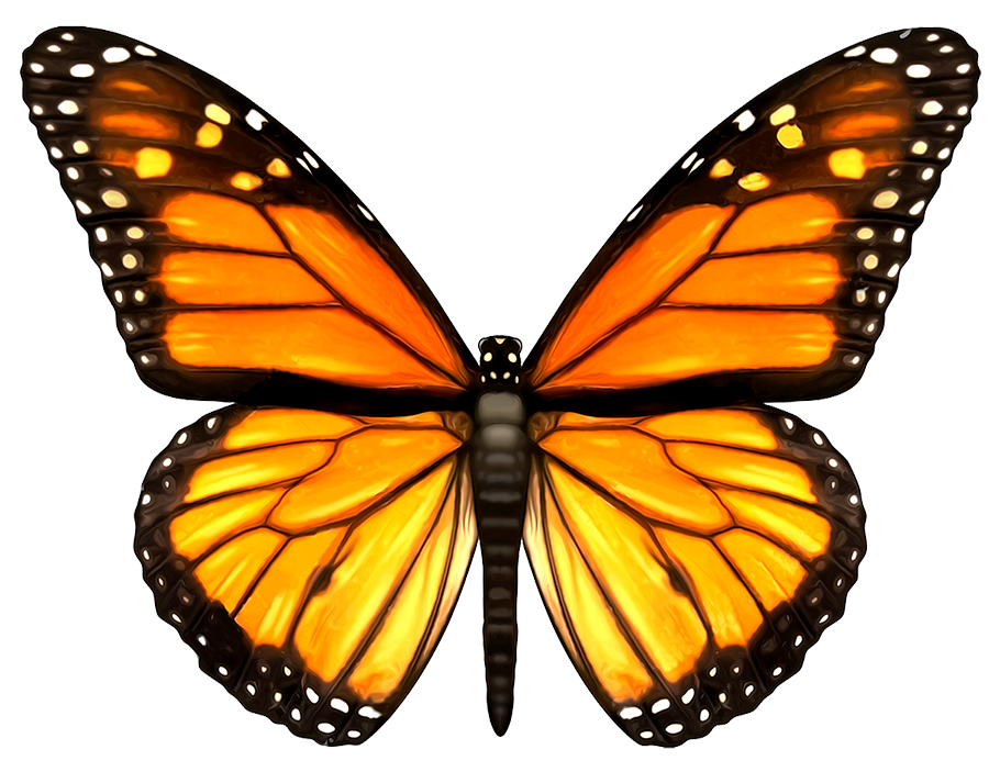 Monarch Butterfly