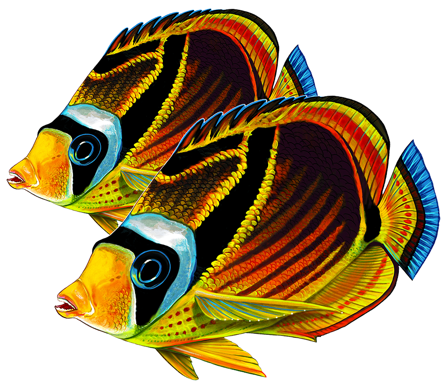 Raccoon Butterflyfish Double