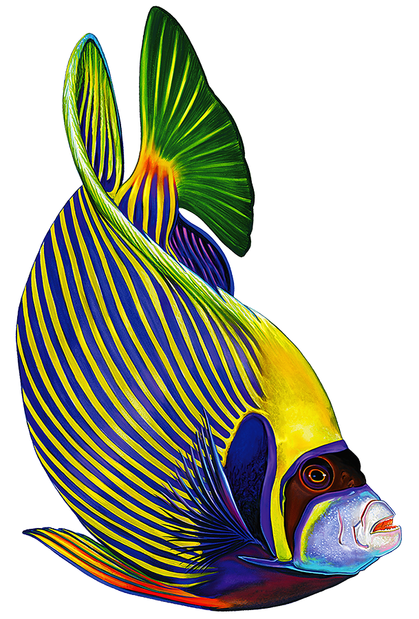 Emperor Angelfish