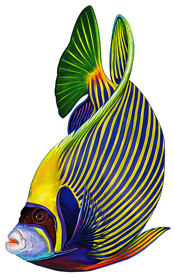 Emperor Angelfish Reverse