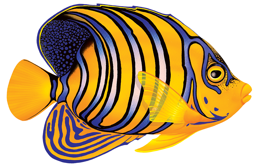 Regal Angelfish