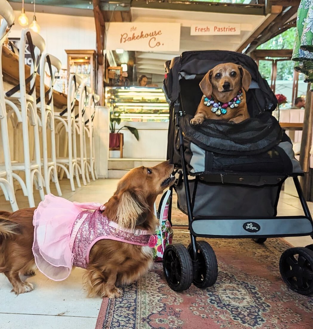 Did you know we are dog friendly at Flutterbies.. ?! Reserve a table in our Tuscan courtyard for you and your canine companions&hellip; Optional dress up So welcome!! (02) 6679 3221