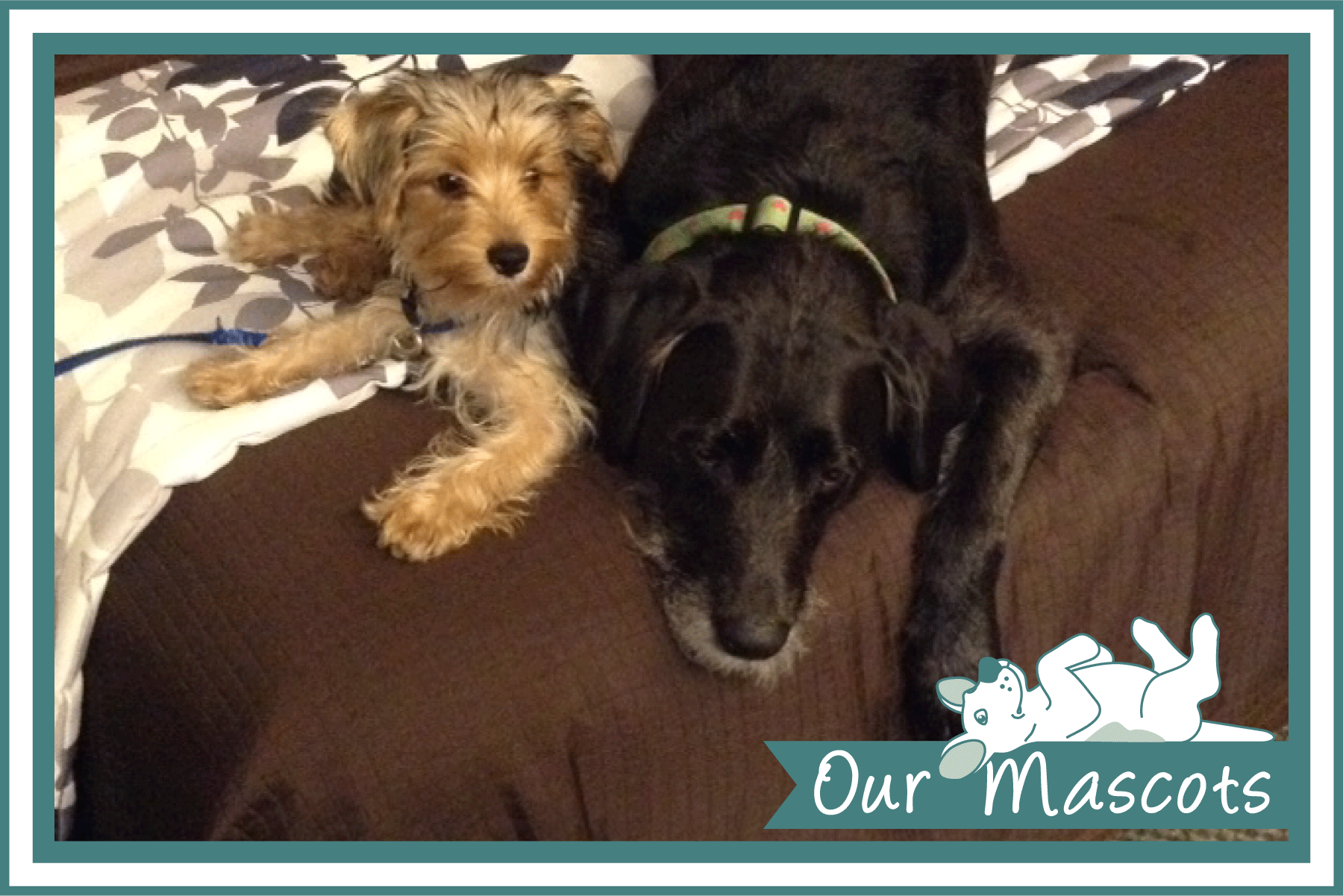 Our own pups Friday and Carly put our carpets to the test daily.