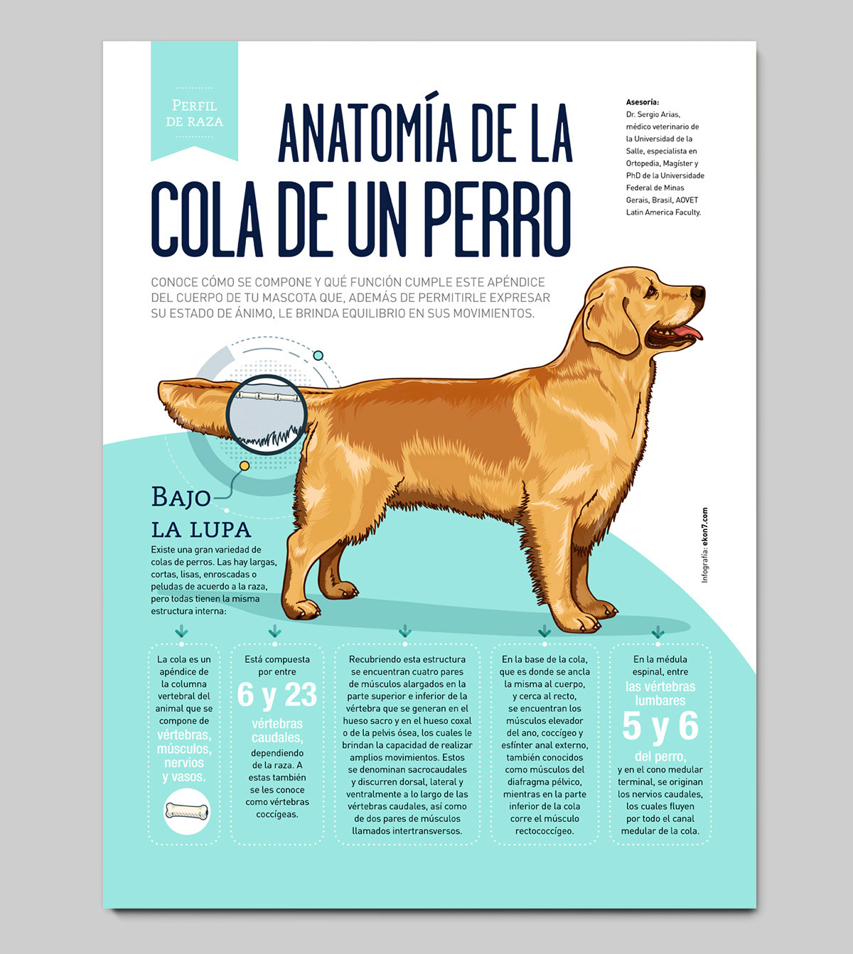 img_ekon7_infografia_coladeunperro3.jpg