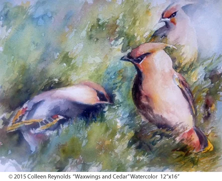 WaxwingsandCedar.jpg