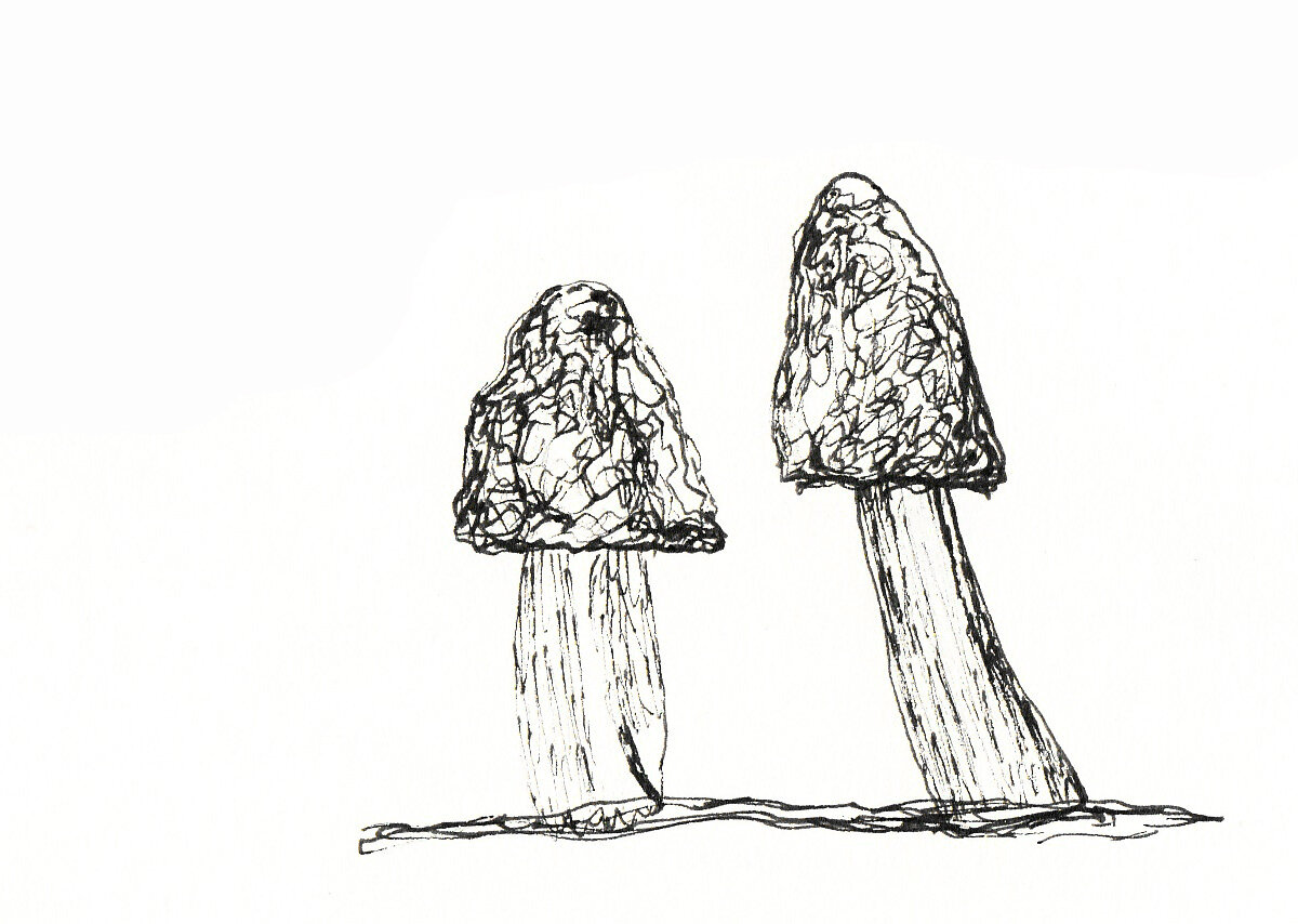 Mushrooms