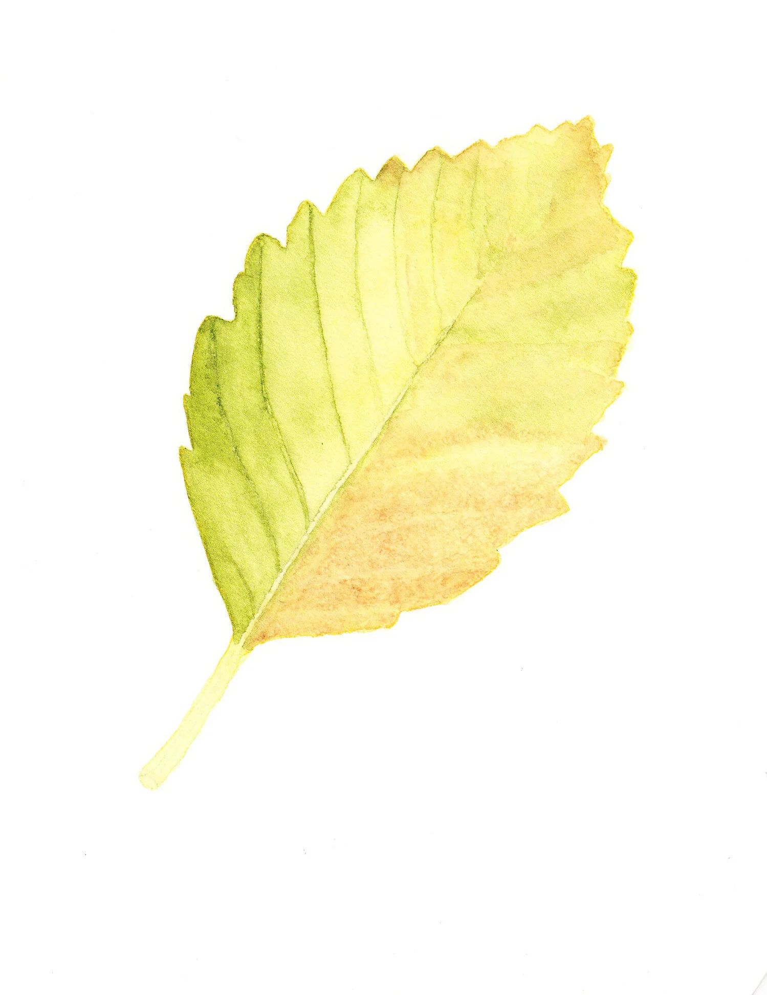 Alder Leaf