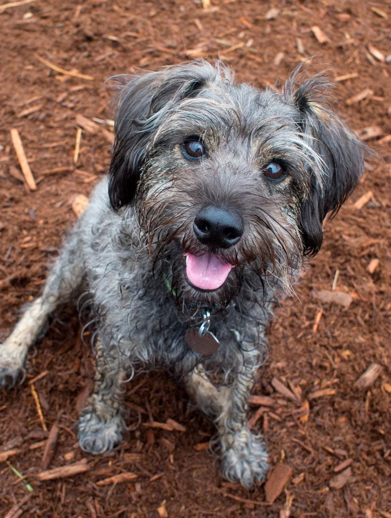 The Sparkling Gaze of a Dog