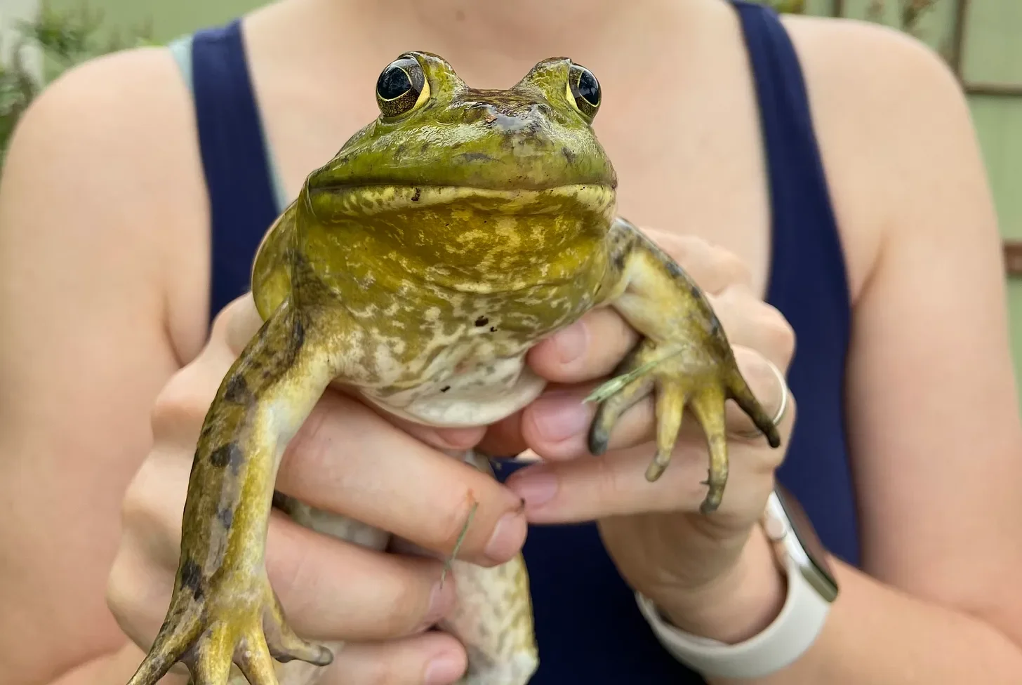 little spade foot toad
