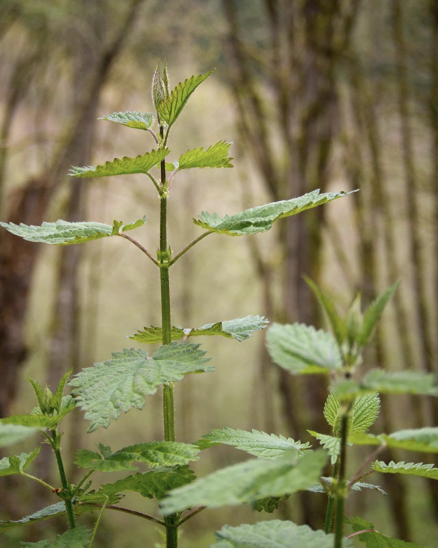 Pineapple Weed, Wildflowers, and Nettles