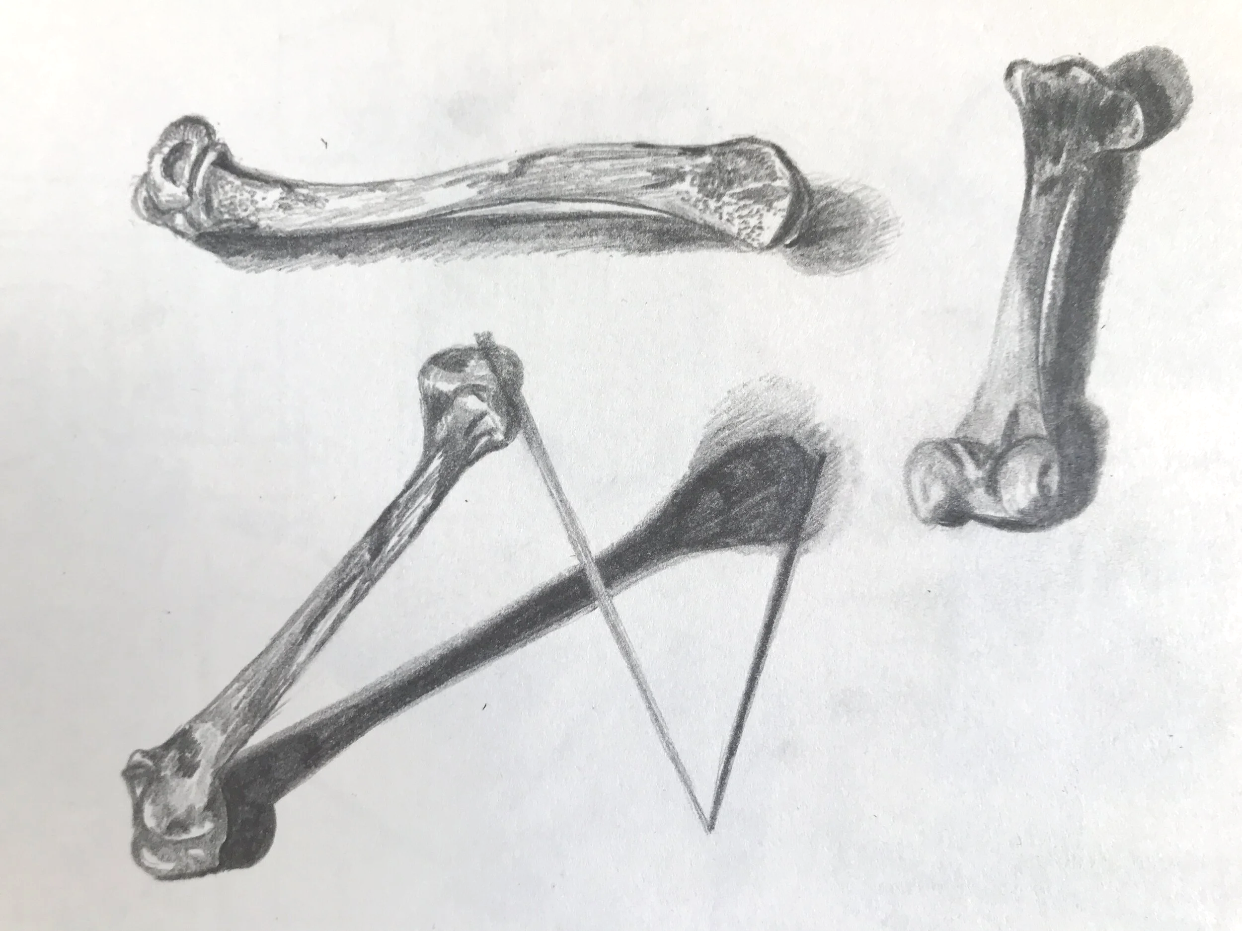 Chicken bones study.png
