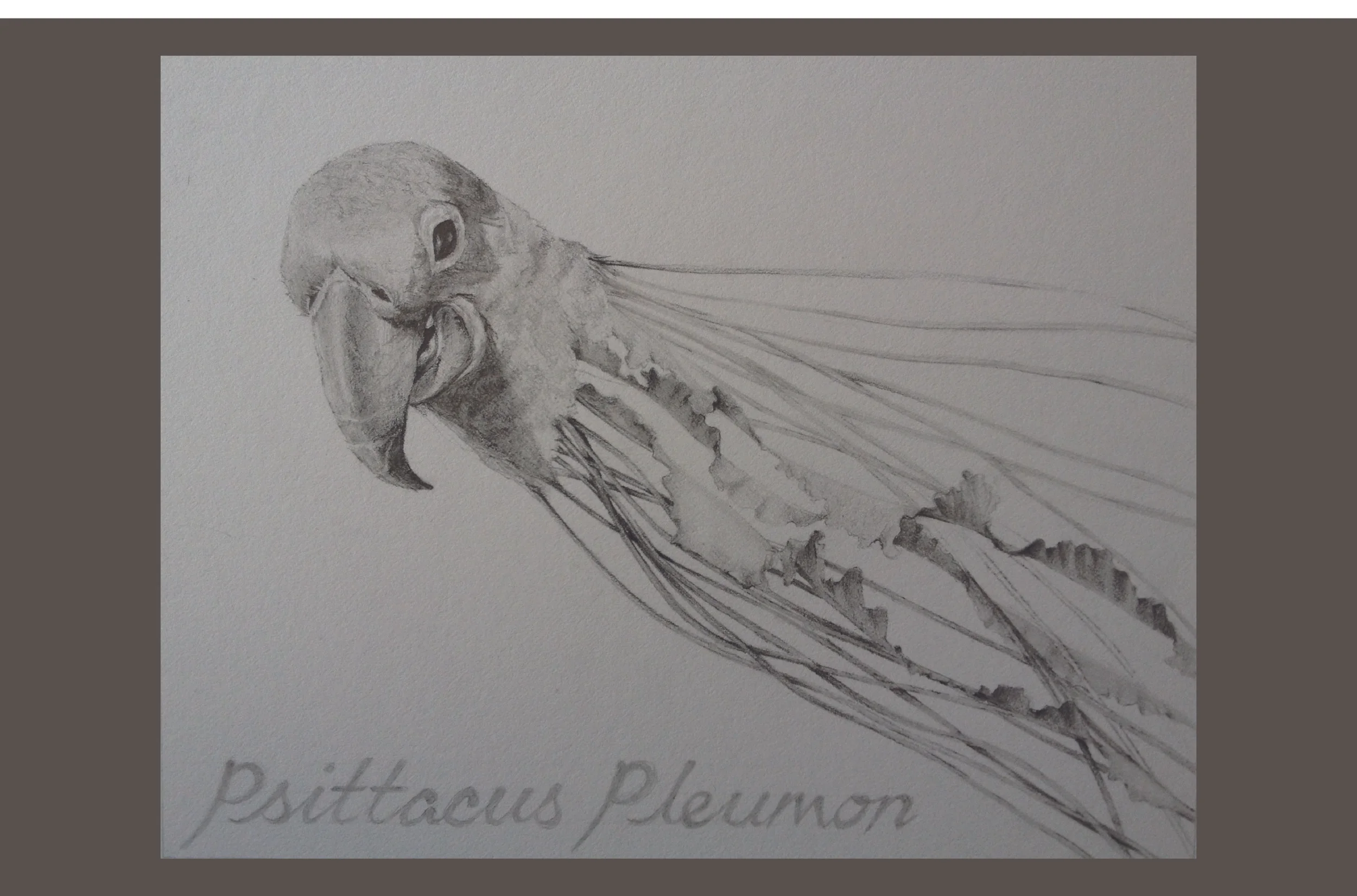 Bird Study.jpg