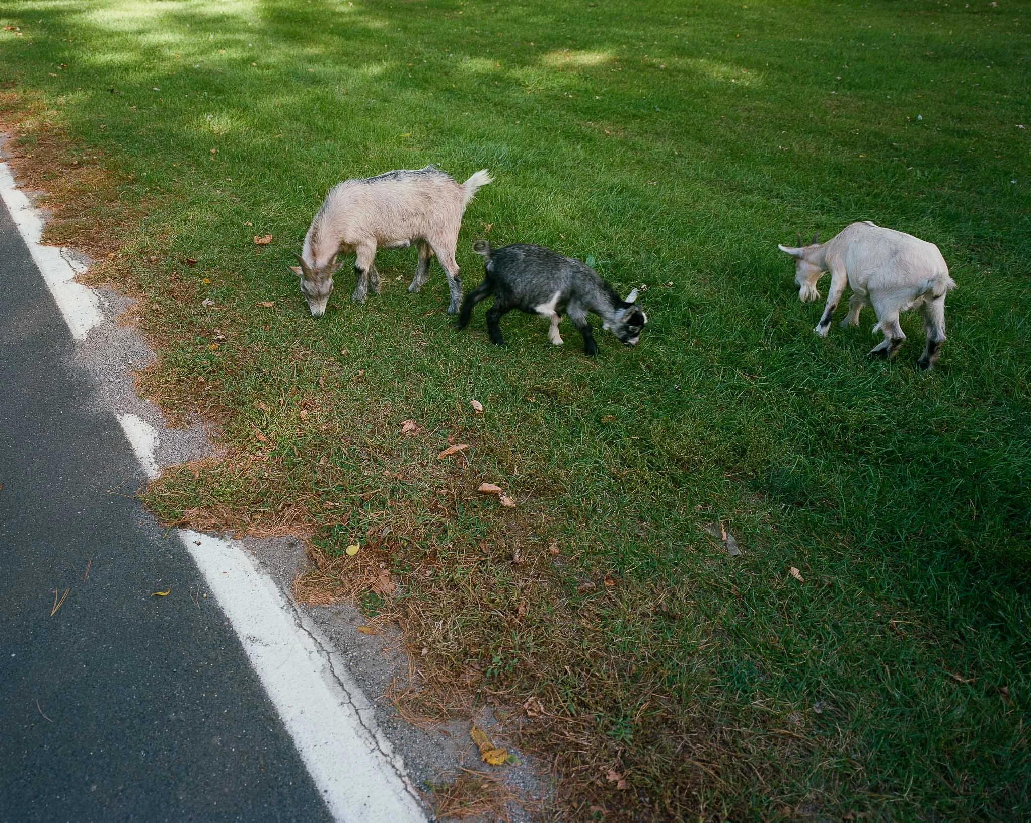%22Goats,%22 2025.jpg