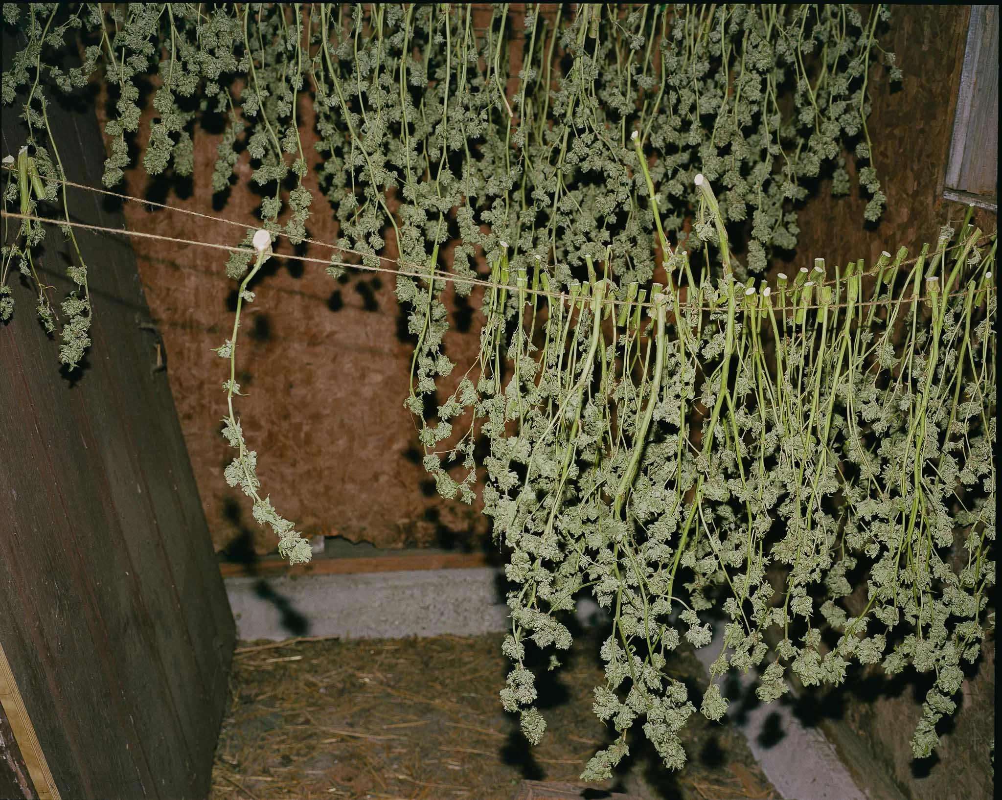 %22Super Silver Haze,%22 2025.jpg