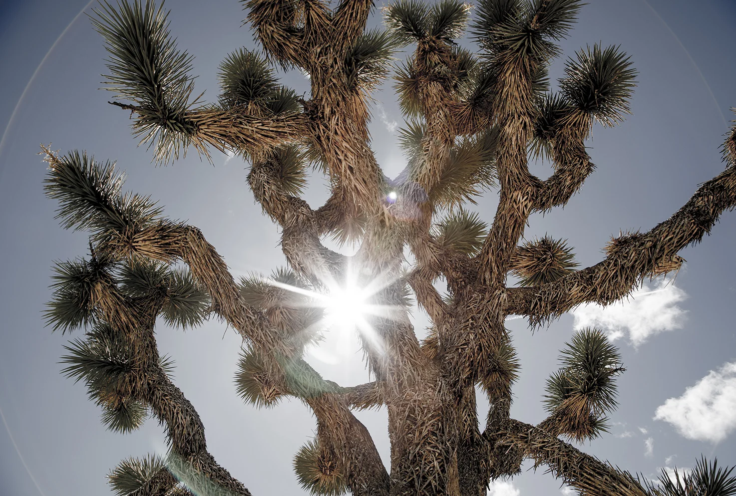 Joshua Tree National park