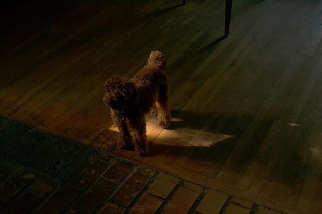 We had a very adorable house guest this past weekend.
#dogsofinstagram #poodlesofinstagram #poodle #dog #adorable #cabin #light