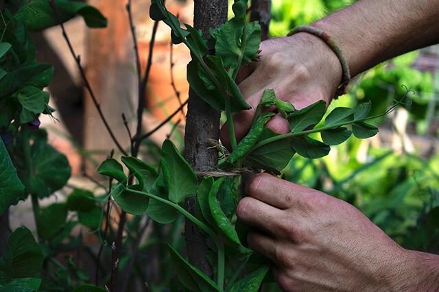 Tying in the snow pea, &lsquo;Carouby de Maussane&rsquo;. A reliable cropper with big fat pods.
#gardening #peas #diy #homestead #jobsfortheweekend