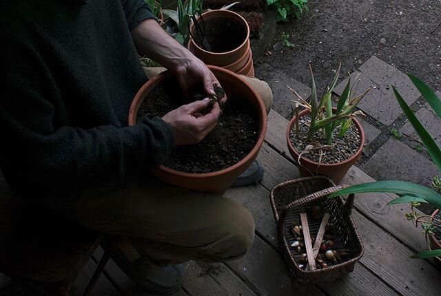 Separating all the tulips that were on display earlier this spring. After the foliage dies back, they get cleaned off and stored in sawdust. The pots can then be used for summer displays. 
#gardening #containergardening #bulbs #flowers #diy