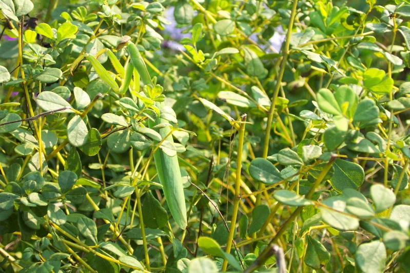 Preying Mantis