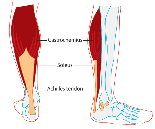 Gastrocnemius (Calf) Stretching Exercise - Orthopaedic Spine