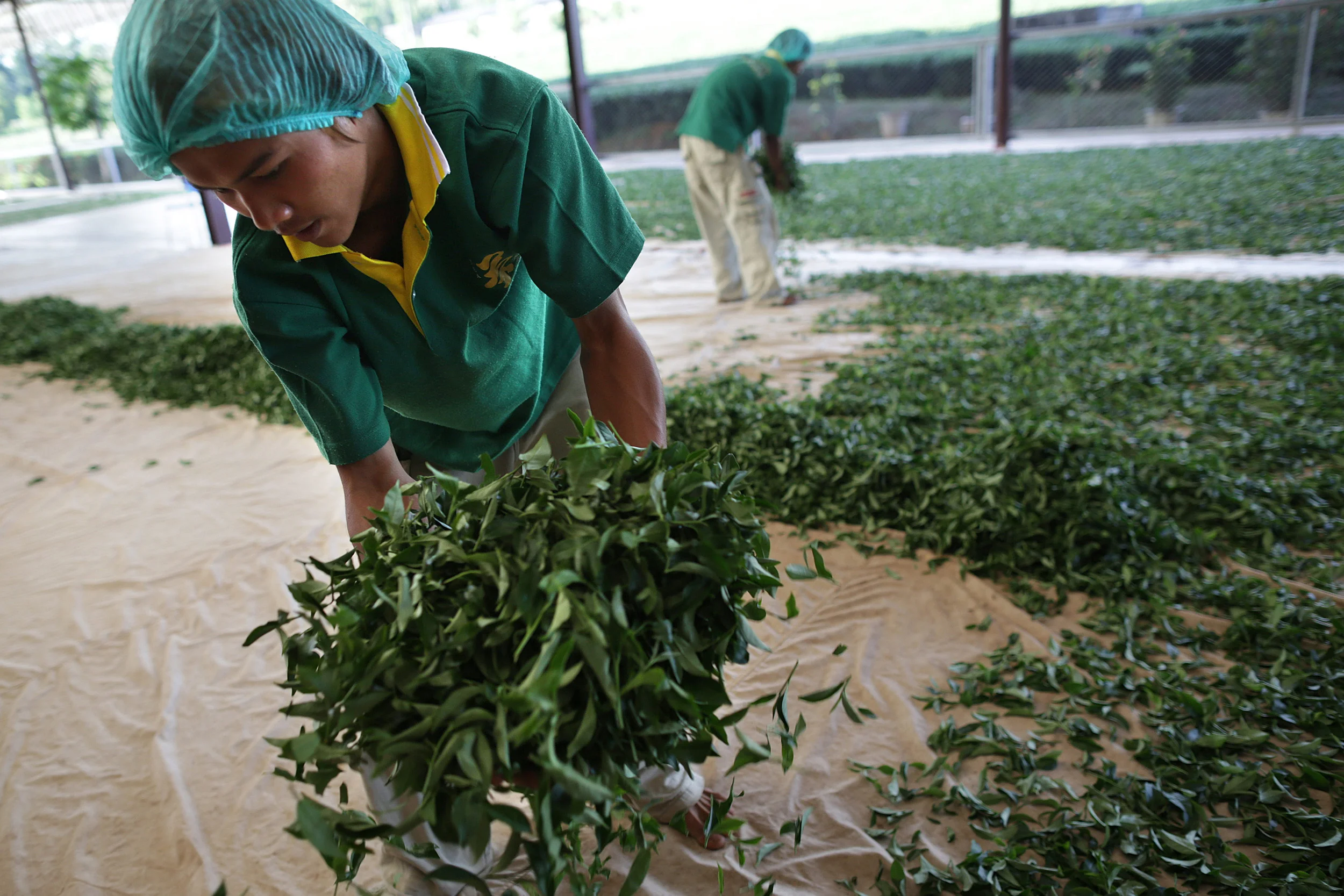 A tea sorter at our tea partner's estate. (N. Thailand)