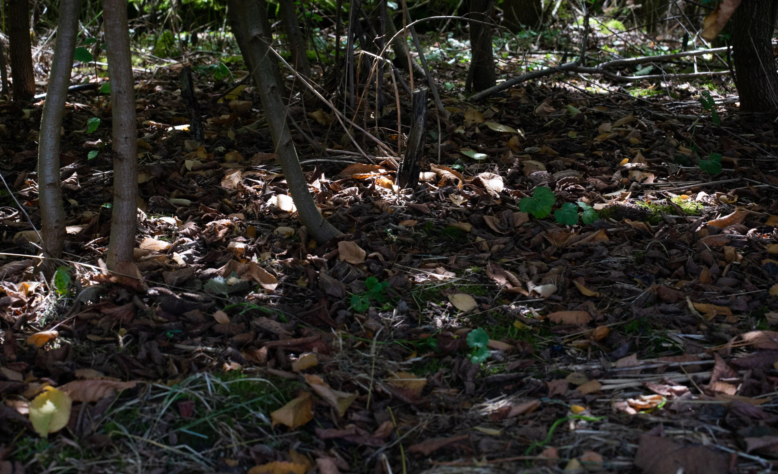 8. Light and Shadow 1.jpg