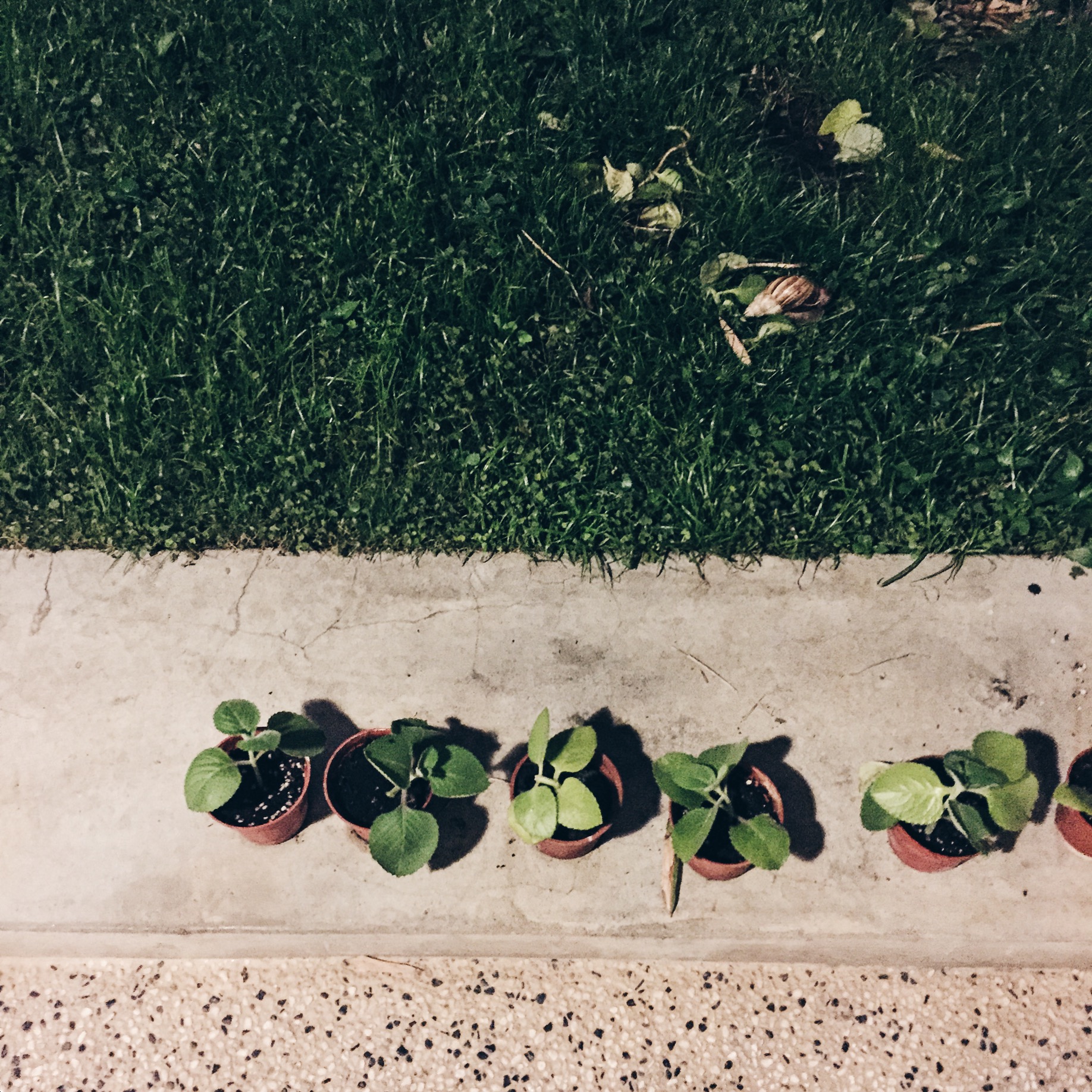  These tiny little plants lining up outside of my coffee shop.  可愛的小植物們排排站。 