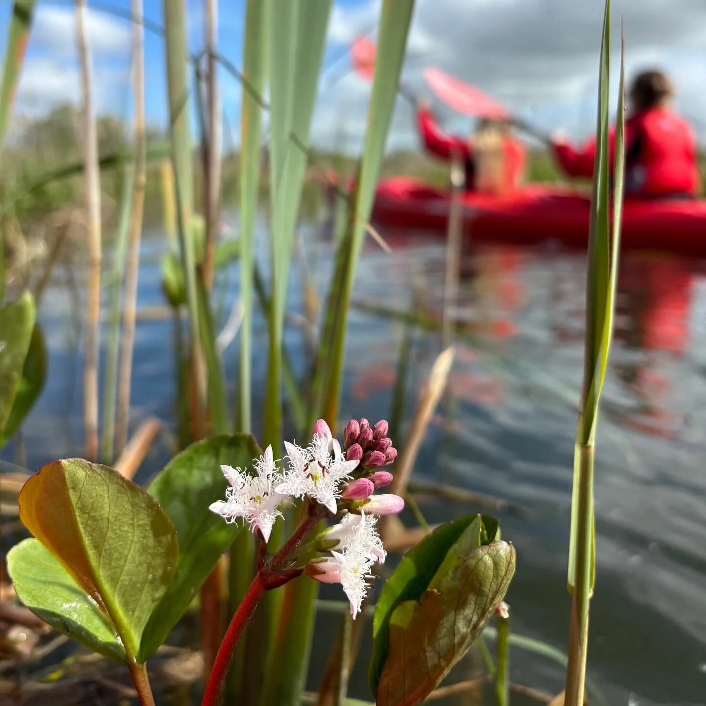 Bogbean in bloom.
The places you can go in a kayak in Galway are beautiful. Smoothly traveling through nature barely making a sound.
Fun and relaxing.
Give It a Go