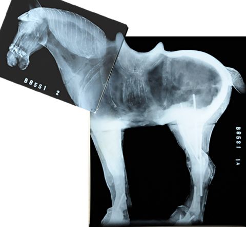 X Ray of a Tang Dynasty Period Terracotta Horse