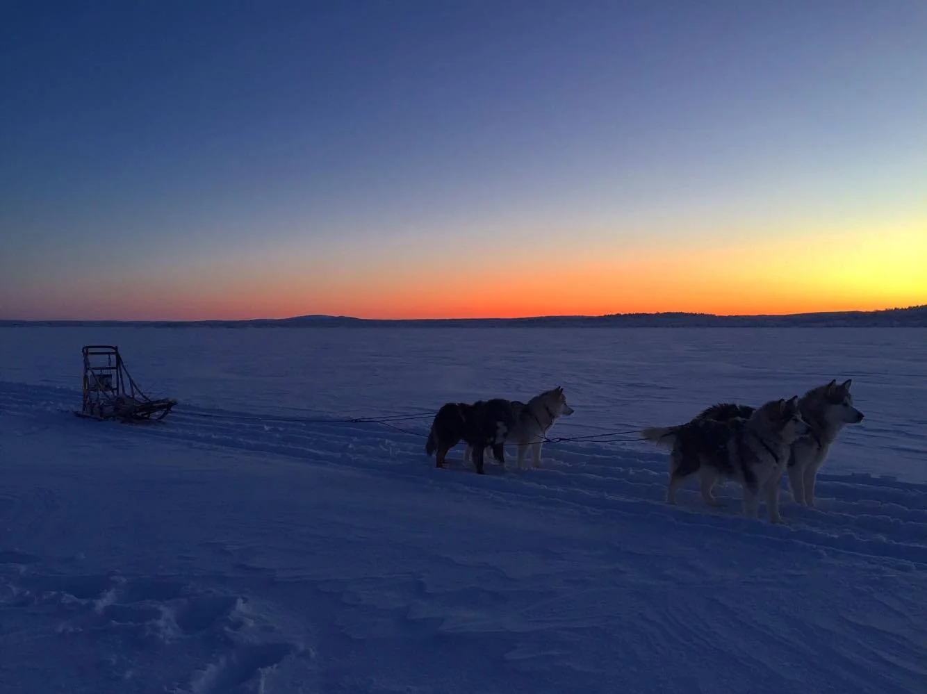 Hundekjøring i mørketida / fargetida i nord er magisk!