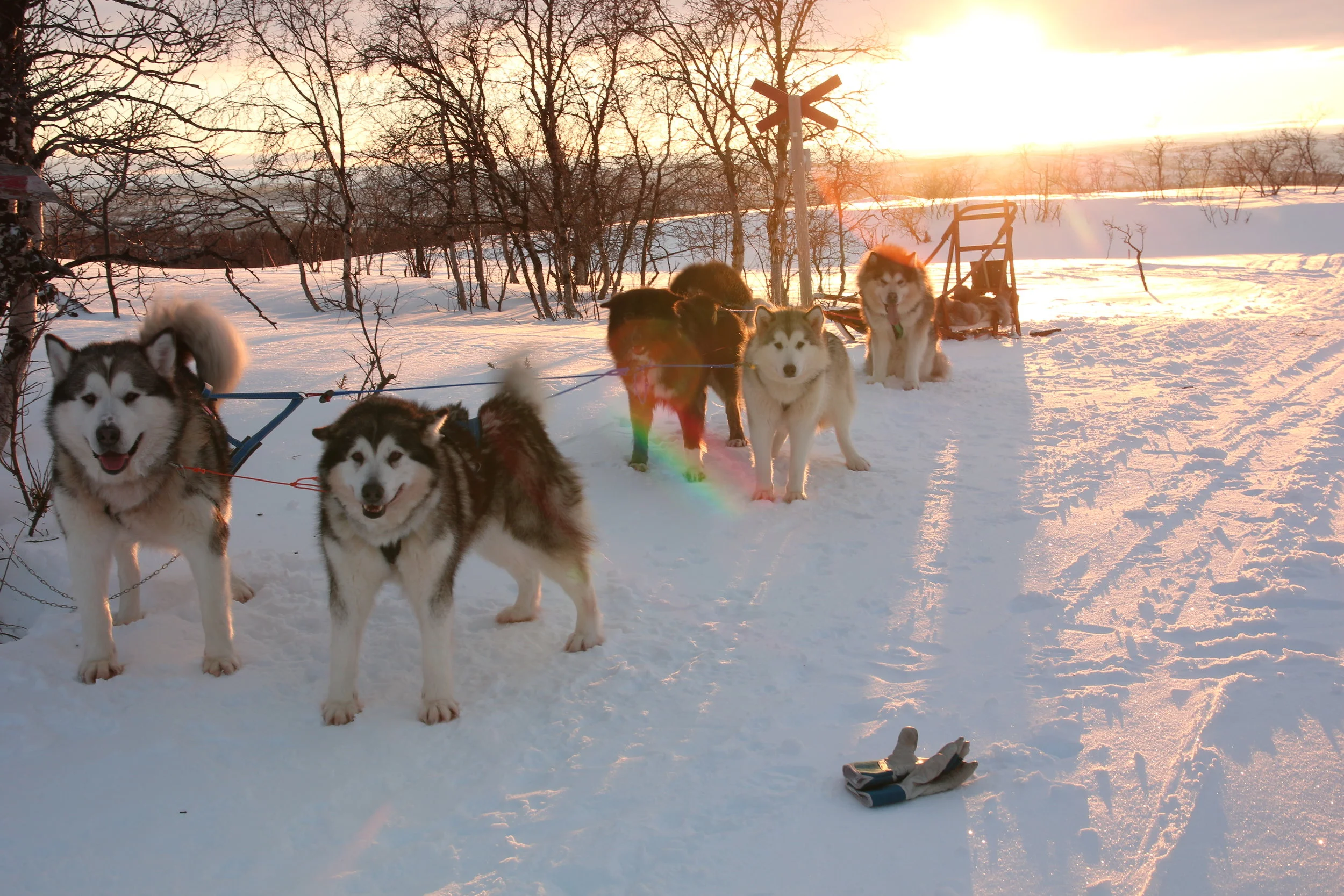 Renraset polarhund er tilpasset for overlevelse og trenger ikke like mye vedlikehold som enkelte andre raser. 