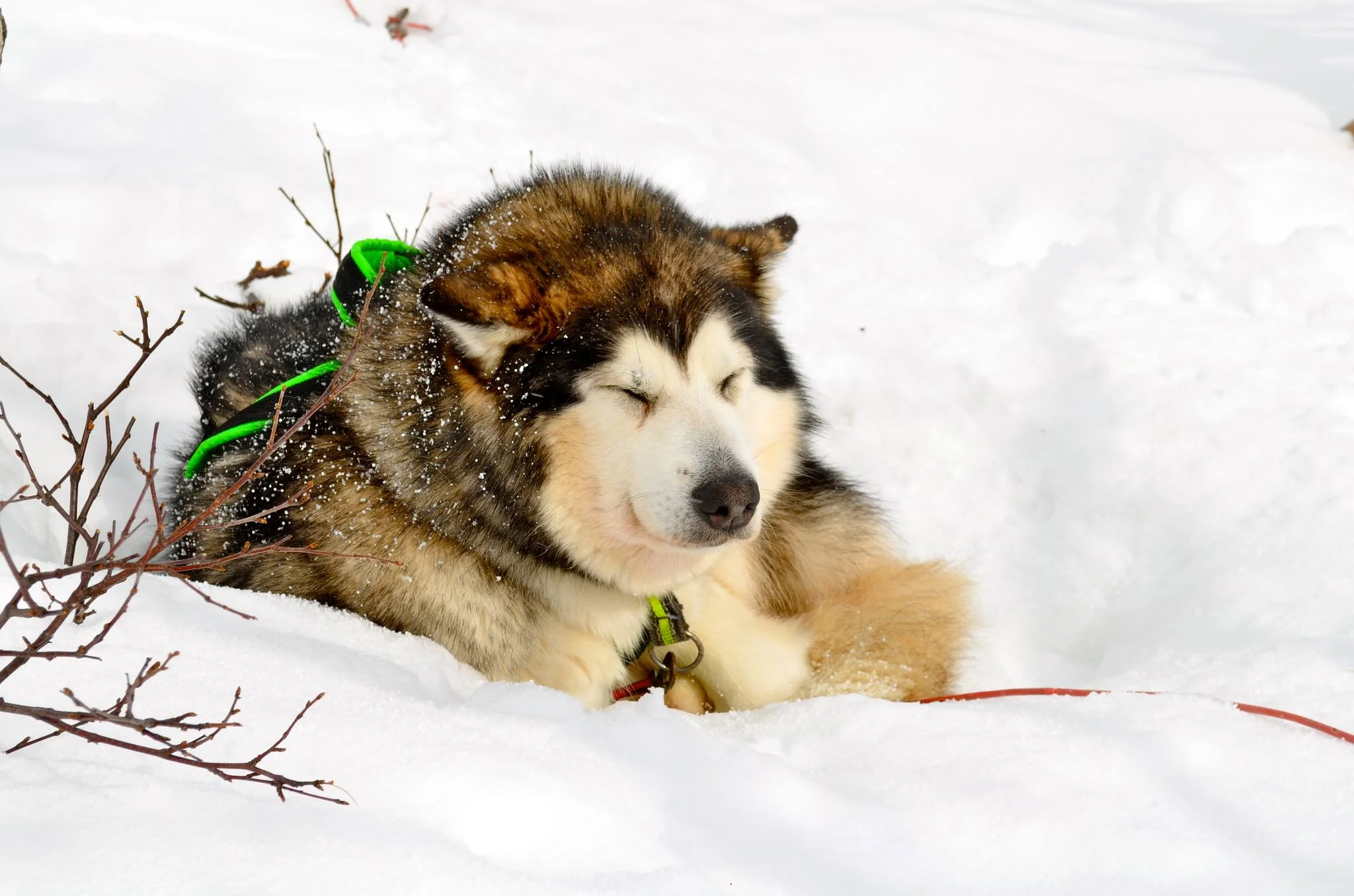 Nanni koser seg i snøen!