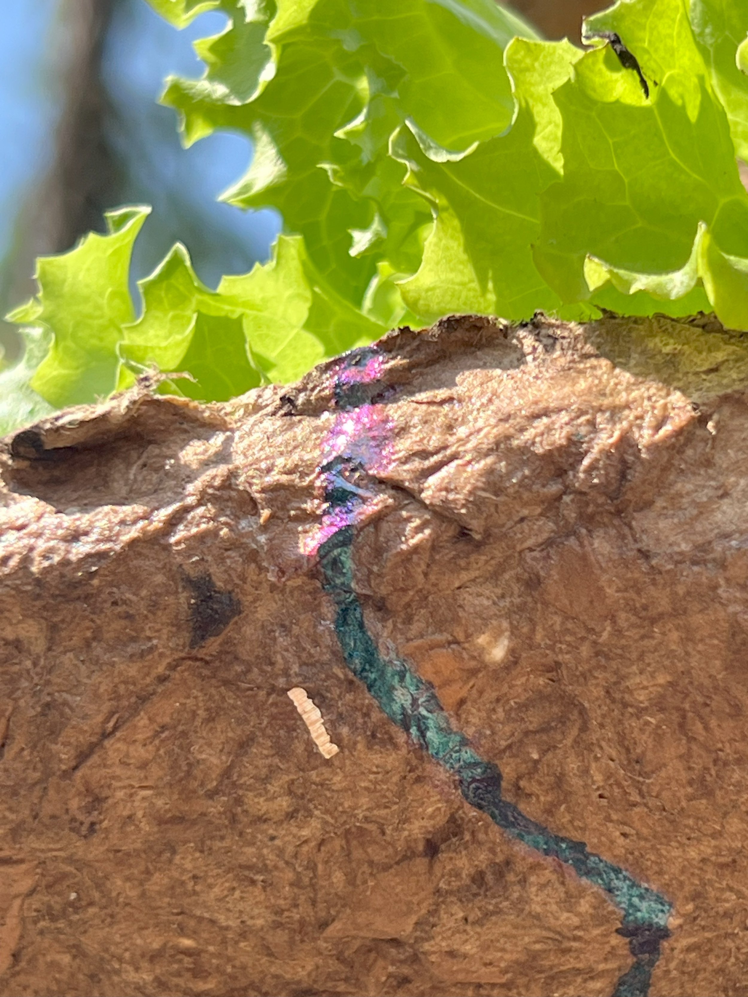 Image by Valentino Vannini