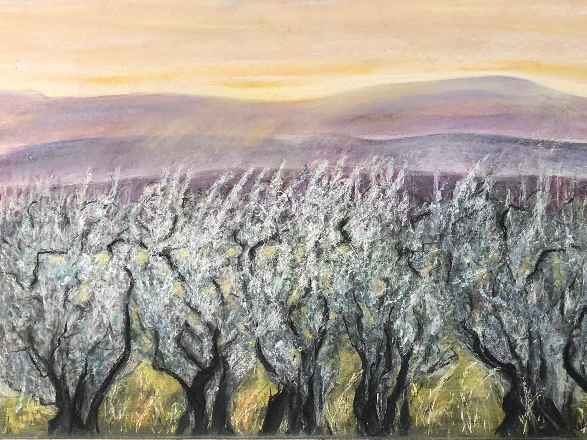 Olive Trees, 2014.
