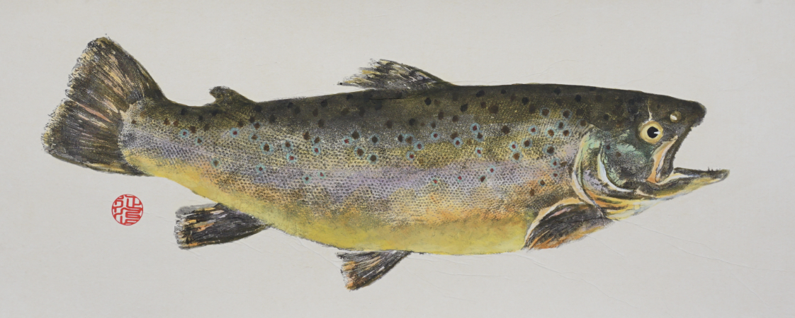 Brown Trout