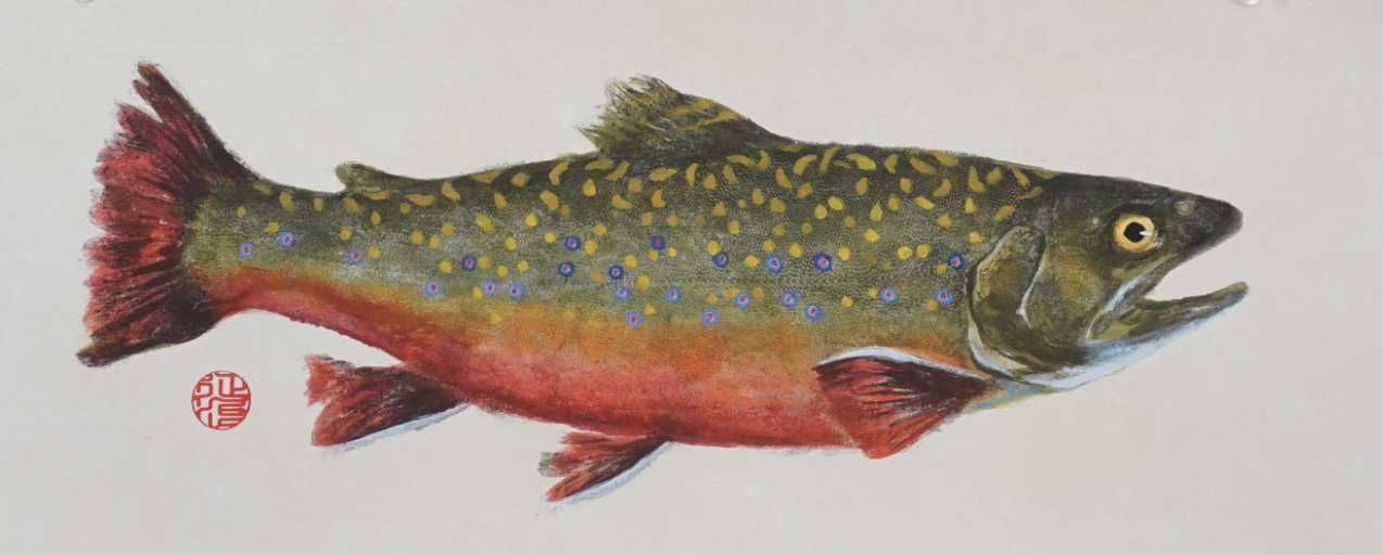 Brook Trout