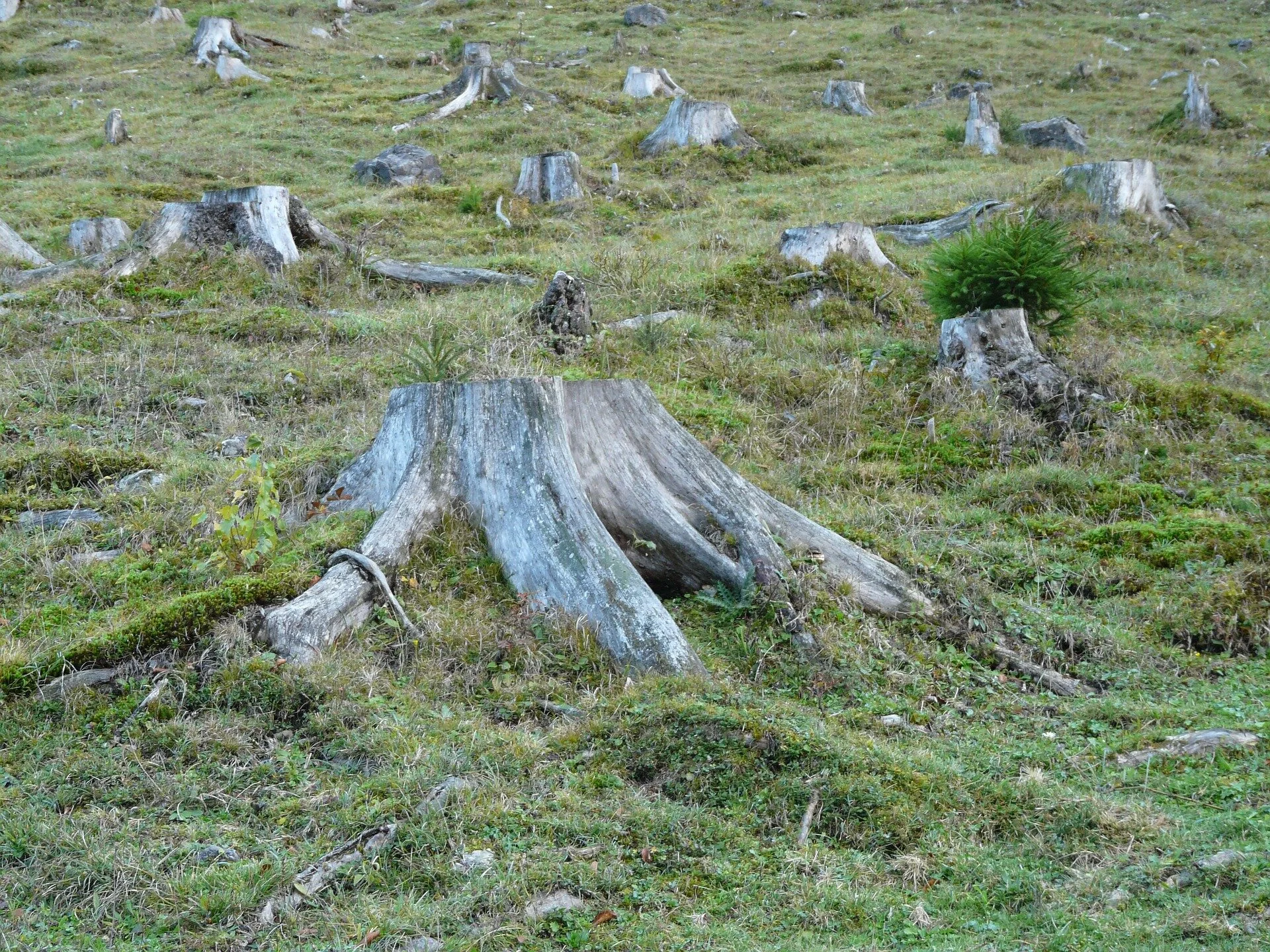 deforestation-62486_1920.jpg