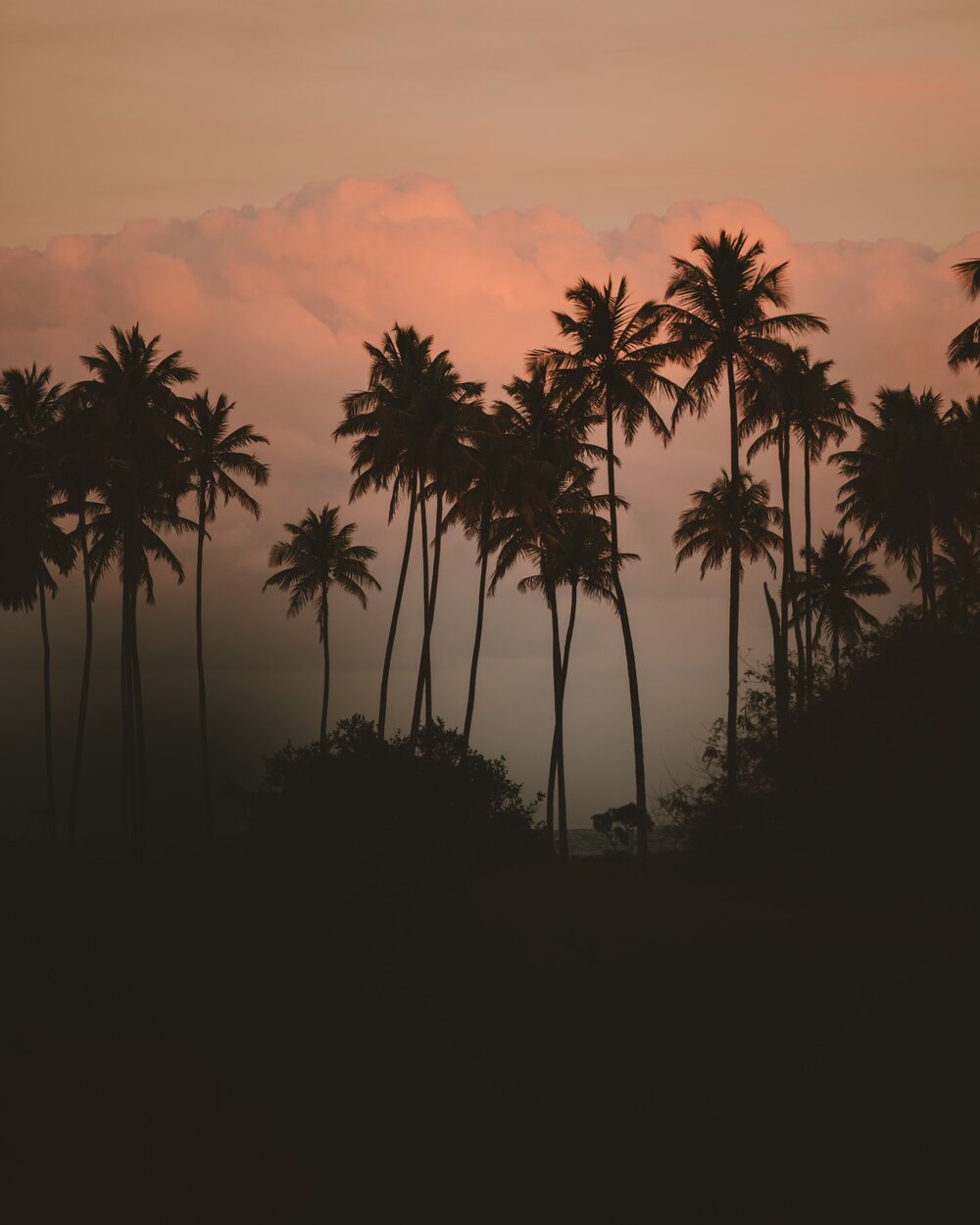 jonatas-tinoco-v1kwEhjjPw8-unsplash.jpg