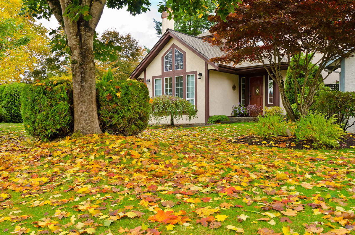 Fall Cleanup: The entire turf area, shrubs, rock beds and along curbs will be cleaned free of all natural debris. The debris will be removed from the premises.