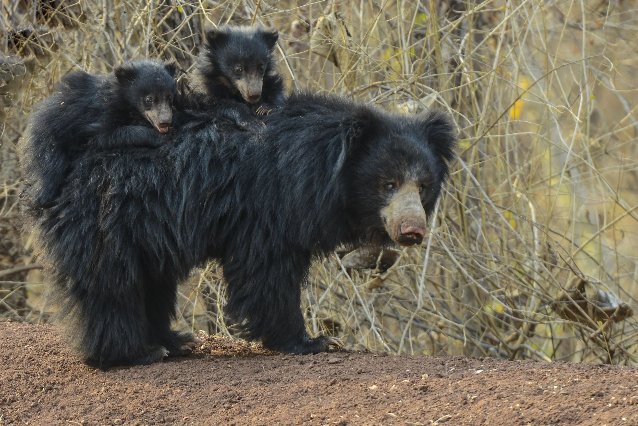 Bear and two cubs DSC_2588.jpg