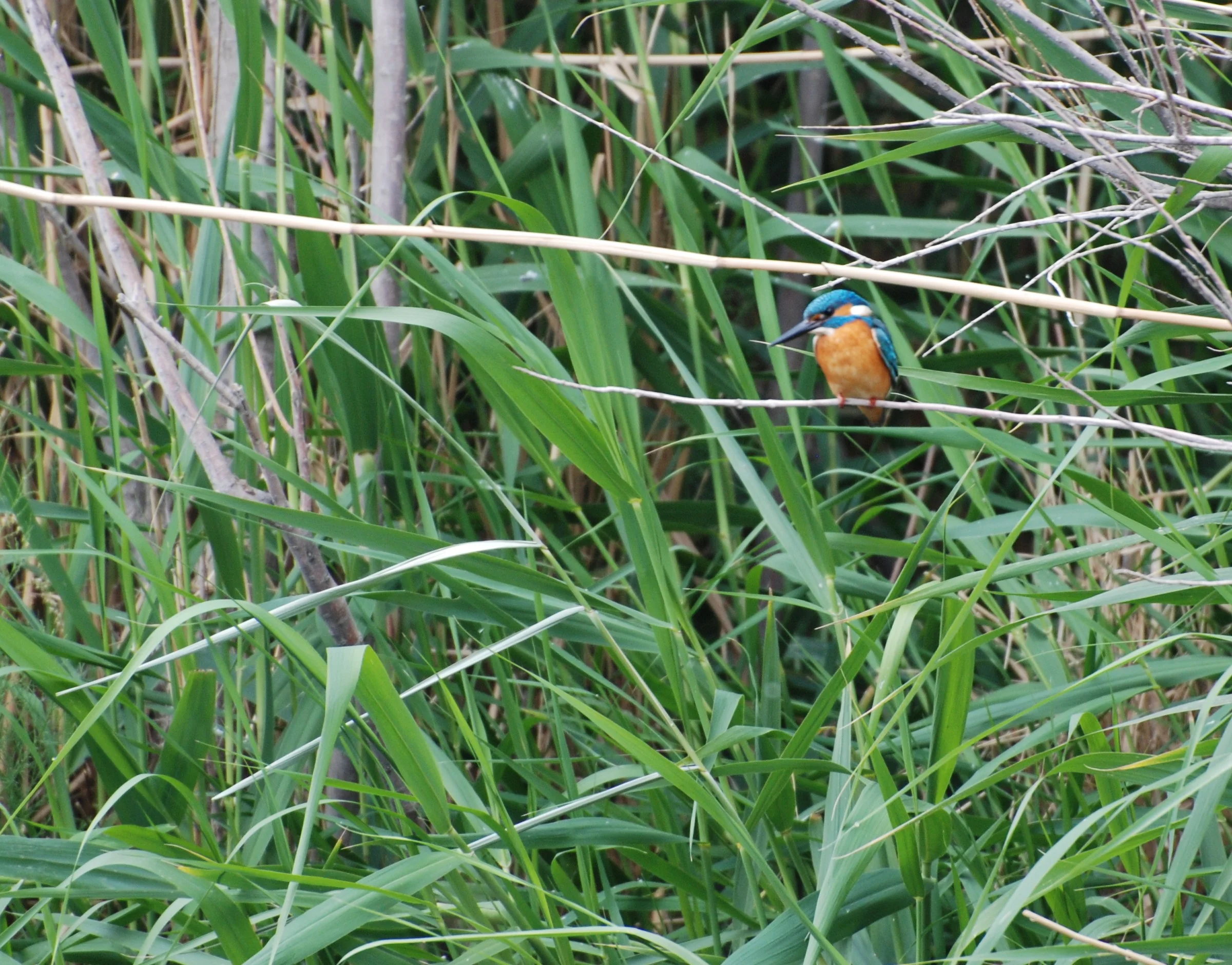 kingfisher Jordan.jpg