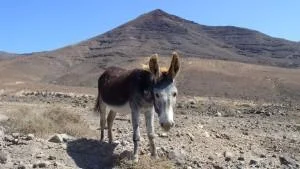 donkey_1.resized.jpg