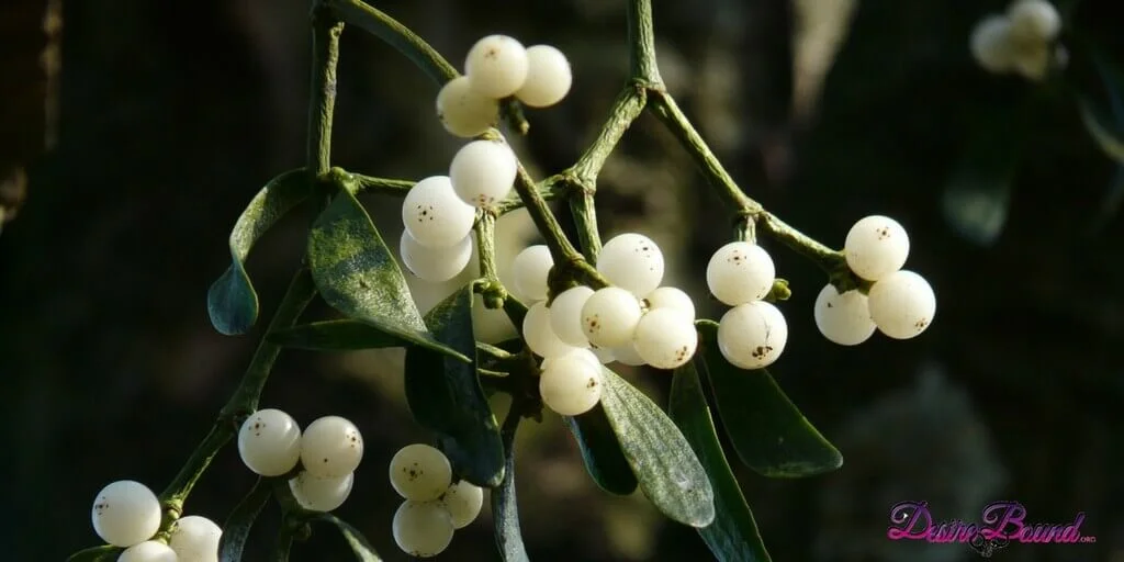 Mistletoe by Ginger Segreti.jpg
