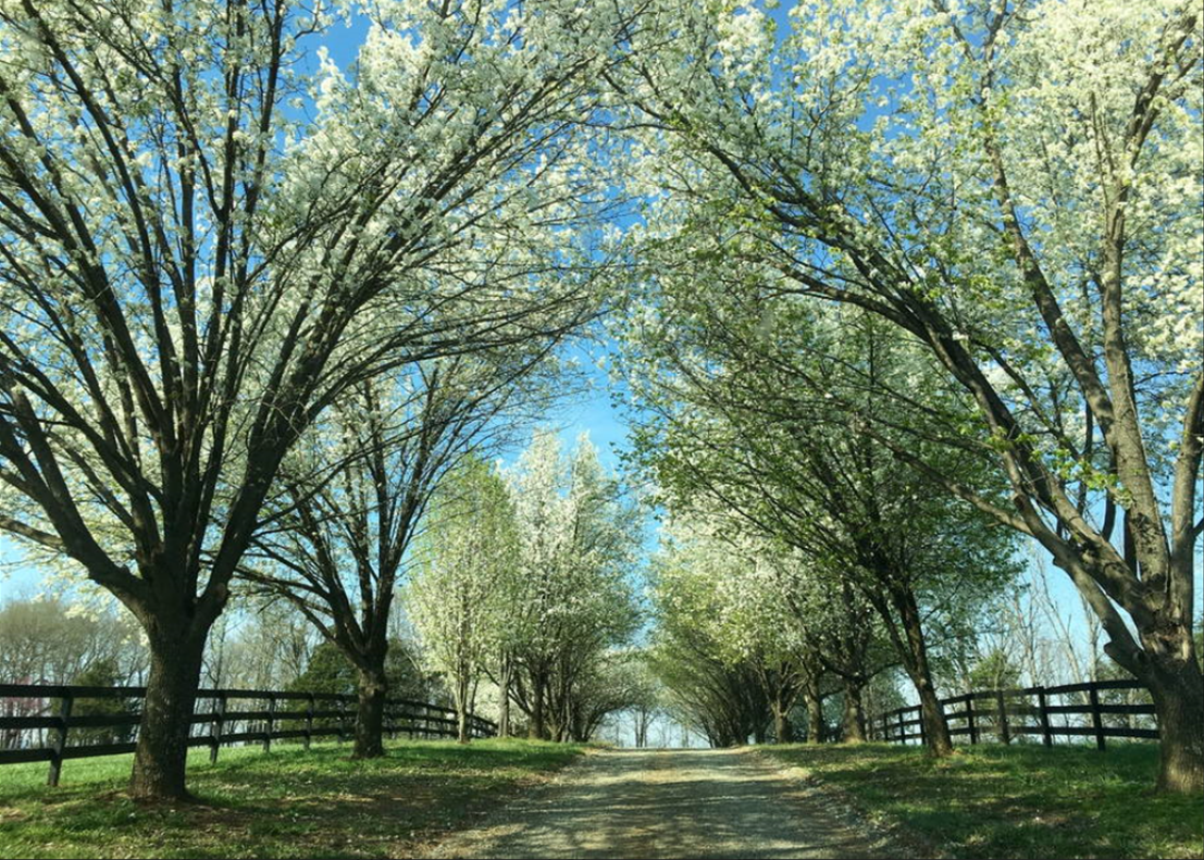 spring.png