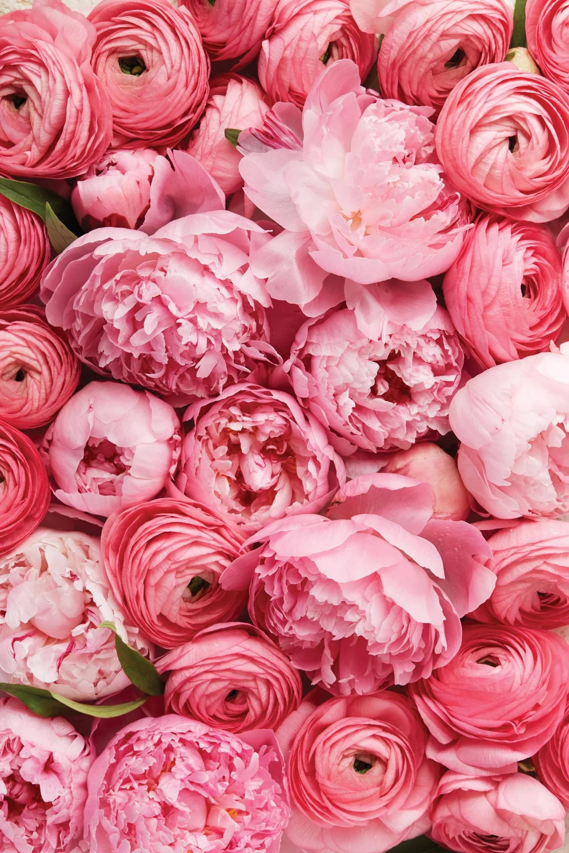 tyllie_pink_flowers.jpg