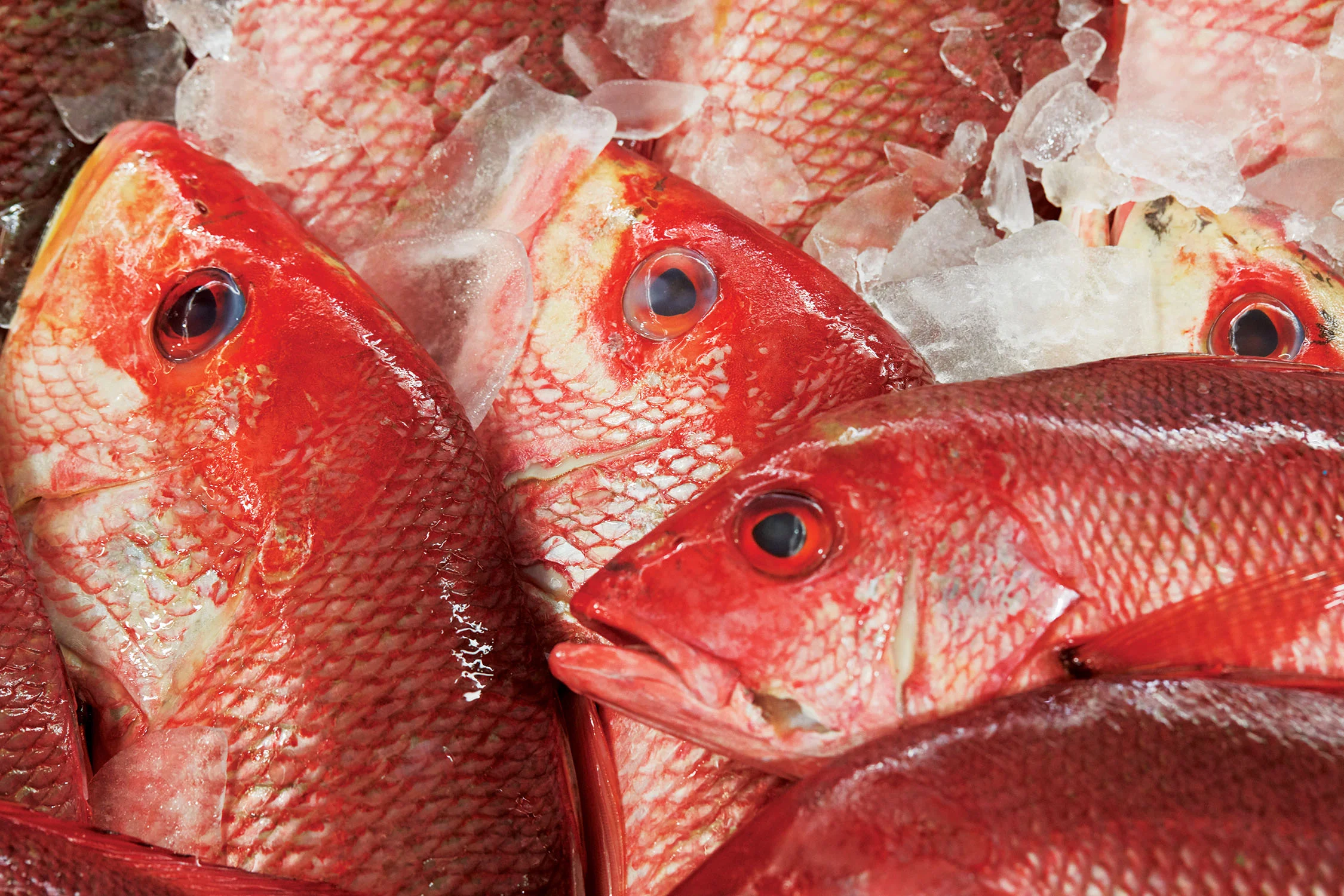 fresh fish