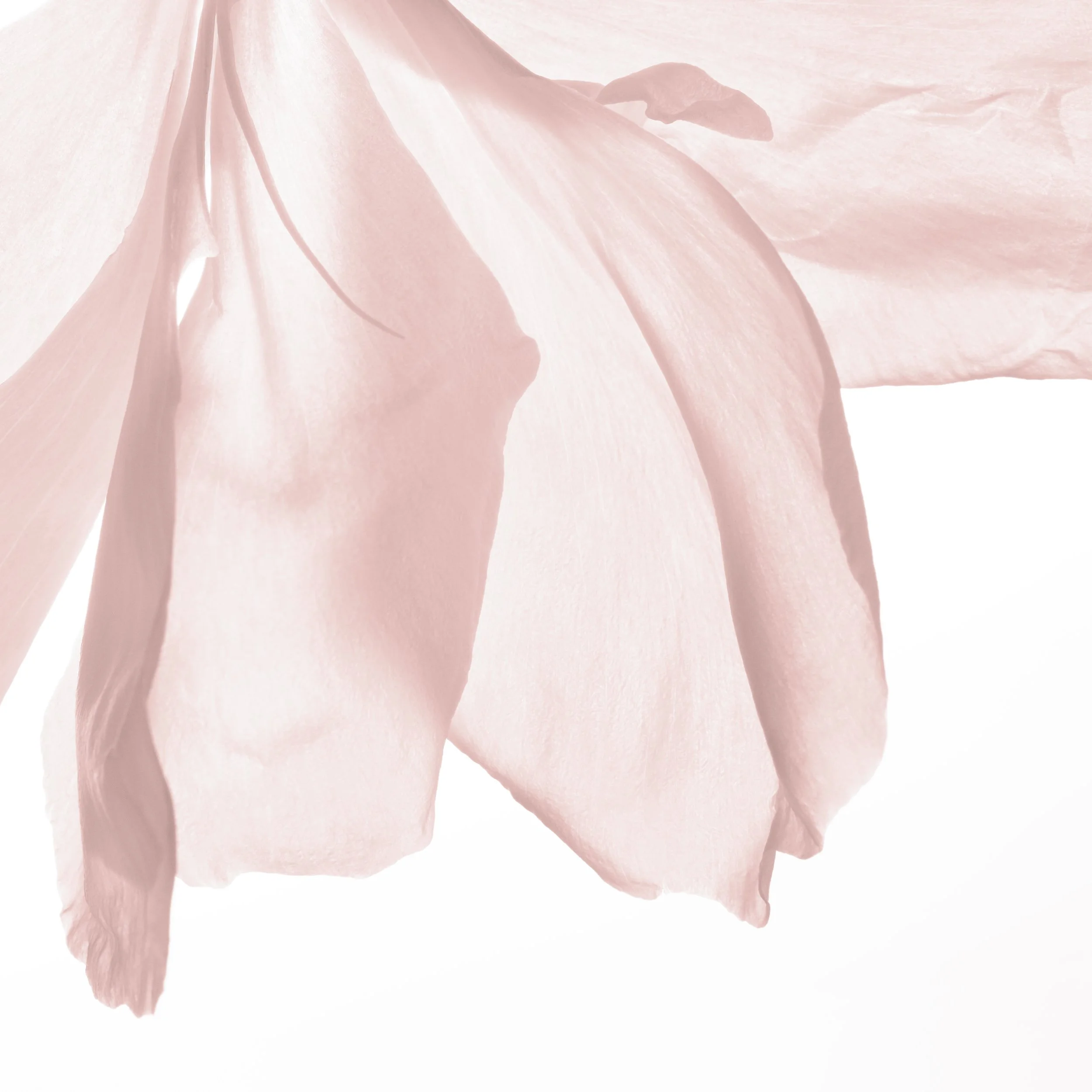 NR-Cristal-EDP-Mood-Flower_1645-Hero_No_Text_1x1.jpg